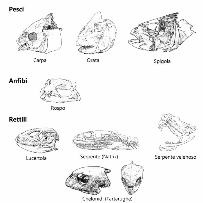 cranio pesci, cranio rettili, cranio anfibi, confronto crani, 