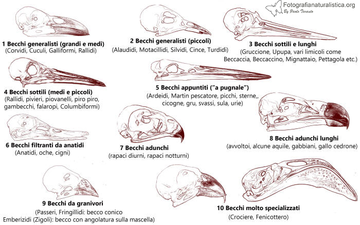 crani uccelli, comparazione crani uccelli, tipologie crani uccelli, bird skull atlas, bird skulls, 