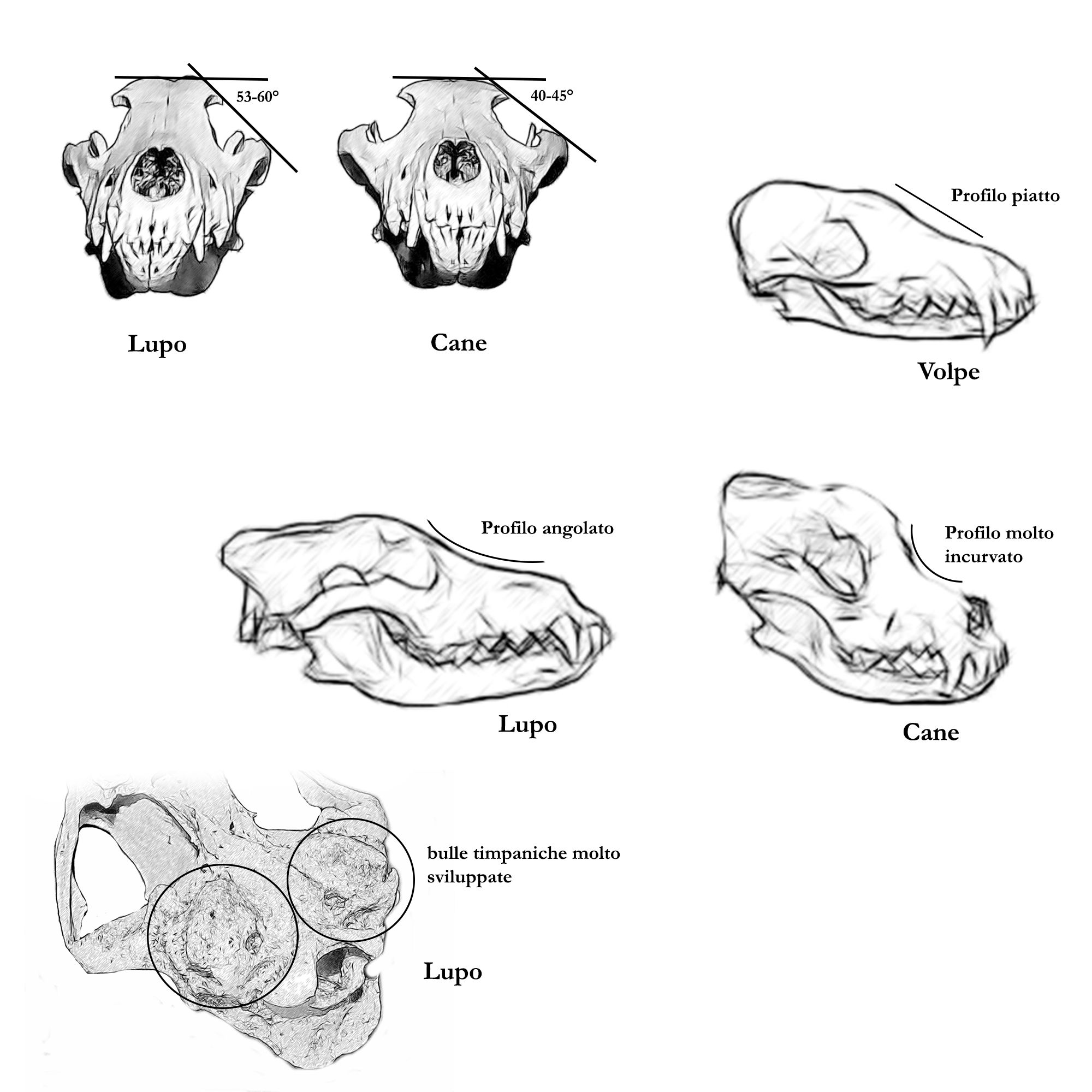 cranio lupo cane volpe, distinzione cranio lupo, cranio lupo cranio cane, riconoscere cranio lupo, differenze cranio lupo cane, differenze cranio lupo volpe, canis lupus, vulpes vulpes, canis lupus familiaris, skull identification, 