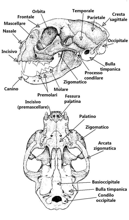 struttura di un cranio, parti di un cranio, ossa di un cranio, skull structure, anatomy skull, 