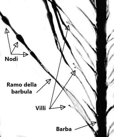 struttura microscopica piume uccelli, feather microscopic analysis, barbula, nodo, internodo, 