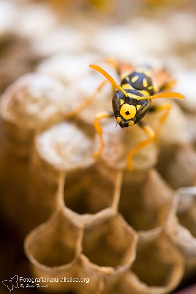 nido vespa cartonaia, polistes gallicus