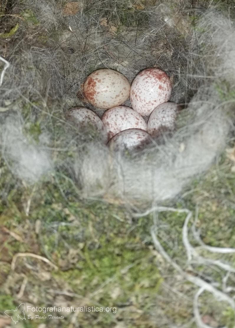 nido cinciallegra, uova cinciallegra, great tit nest, great tit eggs, Cinciallegra, parus major, great tit, Kohlmeise, carbonero común, Mésange charbonnière 