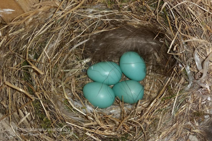nido codirosso, uova codirosso, common redstart nest, common redstart eggs, Codirosso, Phoenicurus phoenicurus, common redstart, Gartenrotschwanz, Rougequeue à front blanc 
