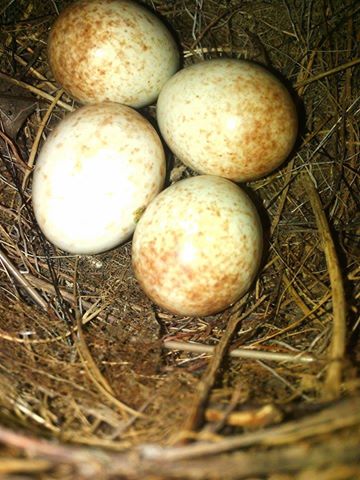 nido pettirosso, uova pettirosso, robin nest, european robin eggs, Pettirosso, erithacus rubecula, european robin, Rotkehlchen, petirrojo europeo, Rouge-gorge familier, 