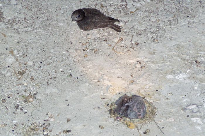 nido rondone, common swift nest, Rondone, apus apus, common swift, Mauersegler, vencejo común, Martinet noir