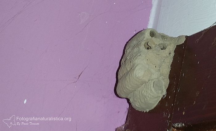 nido fango, vespa vasaio nido, Sceliphron spirifex, nest, 