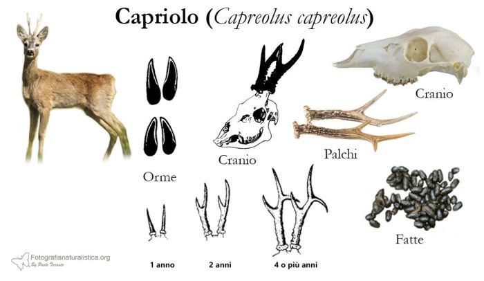 tracce, impronte, pista, sentiero, escrementi, fatte, tana, pelo, Capriolo, capreolus capreolus, roe deer, Reh corzo chevreuil 