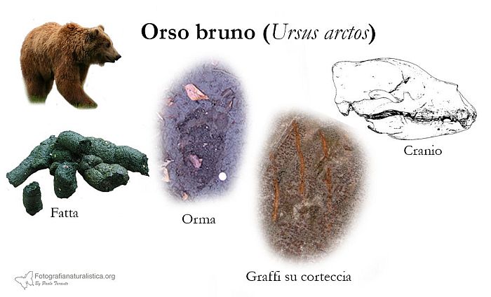 tracce, impronte, pista, sentiero, escrementi, fatte, tana, pelo, Orso bruno, ursus arctos, ours brun, braunbar, oso pardo, brown bear