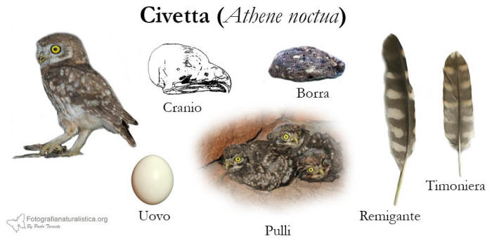 tracce, penne, nido, uova, borre, Civetta comune, Athene noctua, Little Owl, Steinkauz, Mochuelo europeo, Cheveche, 