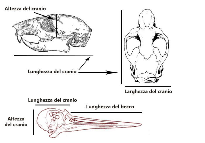 misurazioni cranio, misure crani, misurare crani mammiferi, lunghezza cranio, altezza cranio, mandibola, mascella, 