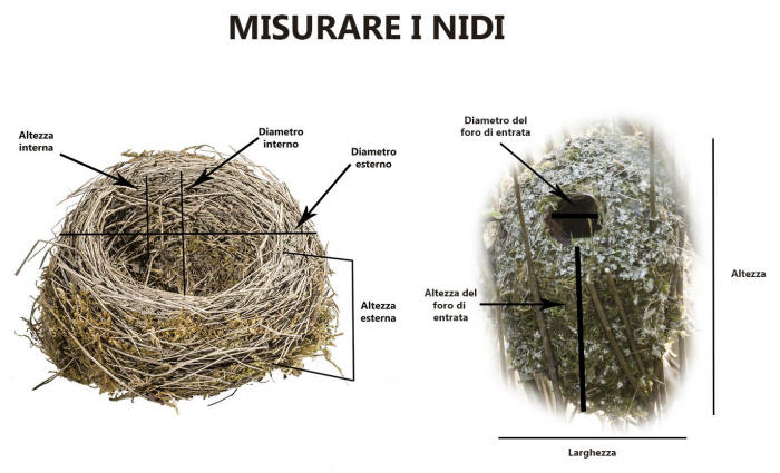 collezione nidi, nidi uccelli, misurare nidi, misurazione nido uccello, 
