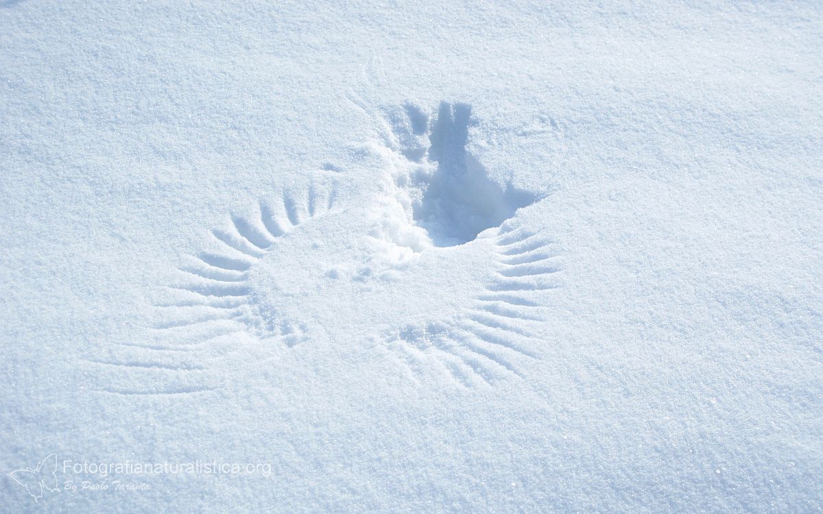 involo merlo neve, traccia merlo neve, Merlo, turdus merula, eurasian blackbird, Merle noir, Amsel , mirlo comn