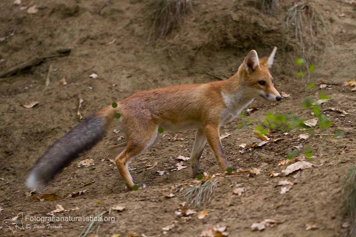 ghiandole, marcatura olfattiva, volpe, vulpes vulpes, red fox, Rotfuchs, zorro comn, zorro rojo, Renard roux