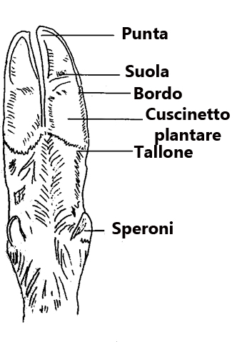 anatomia ungulato, artiodattili, orma ungulato, impronta ungulato, tracce ungulati, zoccolo, 