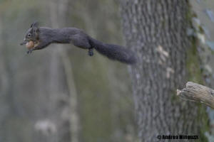 capanno fotografico passeriformi scoiattolo, capanno fotografico animali, fotografare lo scoiattolo in salto, capanno passeriformi, 