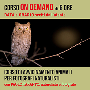 fotografare gli animali, avvicinare gli animali, attirare animali, attirare gli uccelli, fotografare la fauna, come avvicinare la fauna selvatica, corso fotografare gli animali,