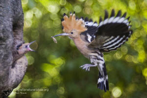 workshop pratico di fotografia naturalistica alle upupe in volo, fotografare le upupe, fotografare l'upupa in volo, capanno fotografico upupa, 