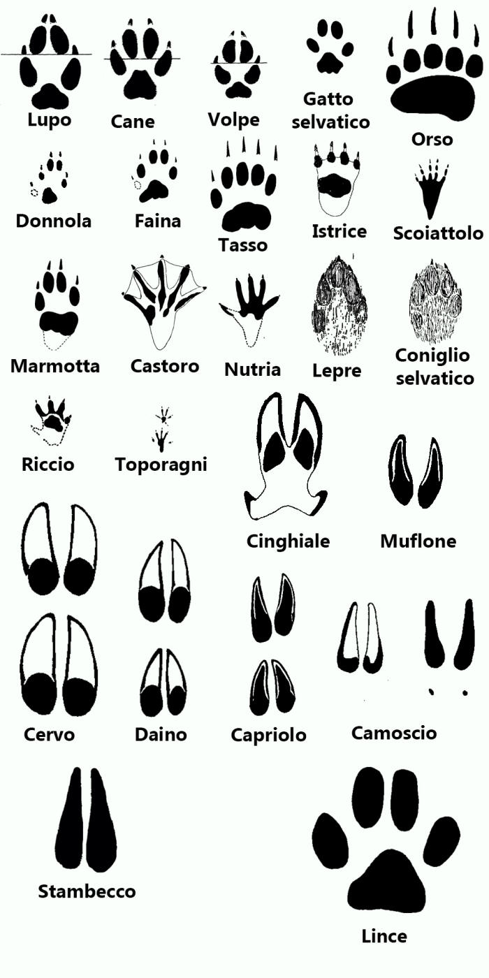 Semilac Nastro Transfer Per Unghie Animali Selvatici – Effetto Leopardo Rosa E Nero